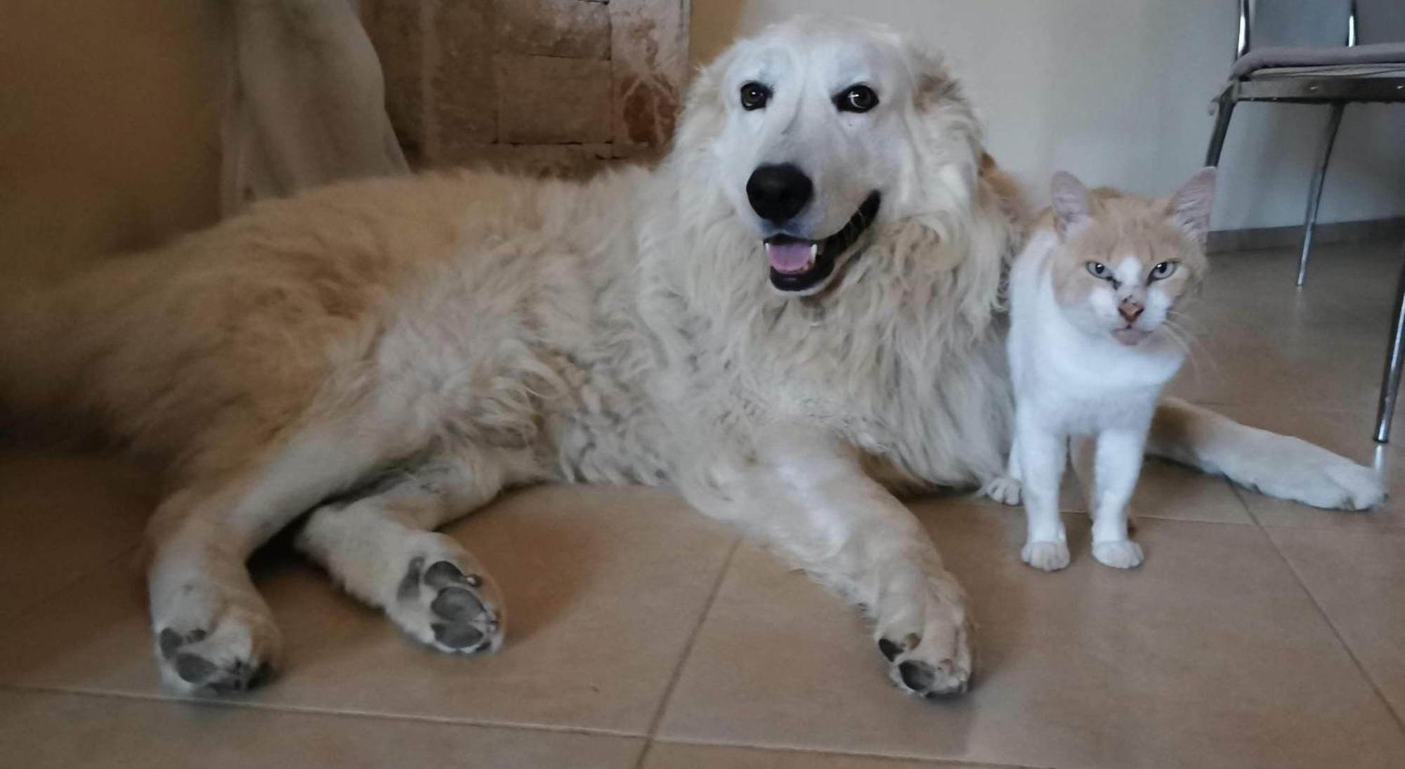 Matej Daire Matulji Dış mekan fotoğraf